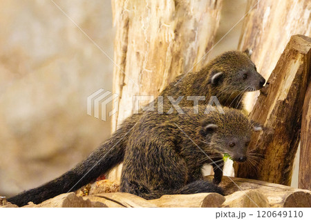 Binturong Arctictis binturong, also known as bearcat. Wildlife animal. Binturong Arctictis binturong, also known as bearcat. Wildlife animal. 120649110