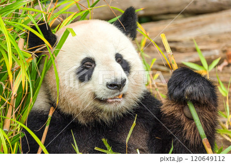 giant black and white panda is eating bamboo. Large animal closeup giant black and white panda is eating bamboo. Large animal closeup 120649112