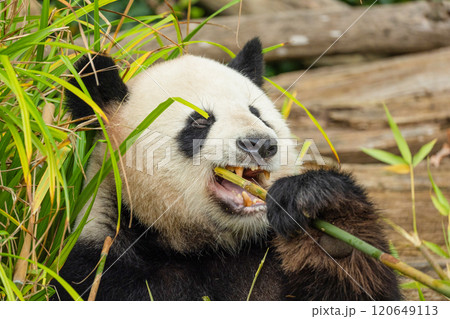giant black and white panda is eating bamboo. Large animal closeup giant black and white panda is eating bamboo. Large animal closeup 120649113