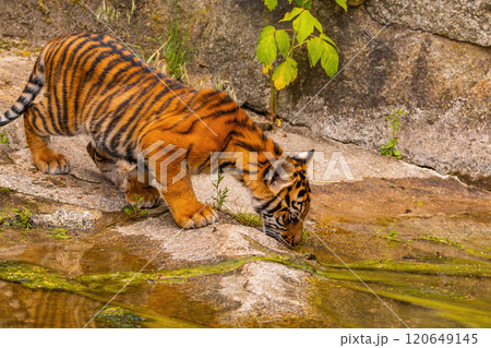 Sumatran tiger family with two little cubs 120649145