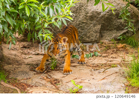 Sumatran tiger family with two little cubs Sumatran tiger family with two little cubs 120649146