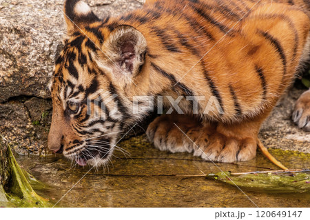 Sumatran tiger family with two little cubs 120649147