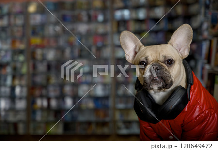 A brutal bulldog dog in a stylish red jacket sits against the background of shelves with many music CDs. A brutal bulldog dog in a stylish red jacket sits against the background of shelves with many music CDs. 120649472