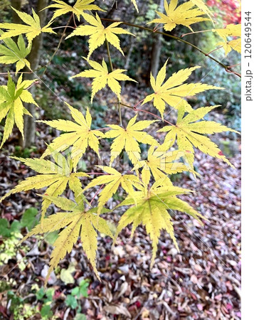 もみじ谷大吊橋の鮮やかな紅葉 120649544