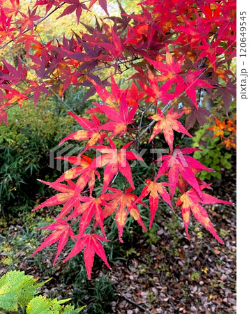 もみじ谷大吊橋の鮮やかな紅葉 120649545