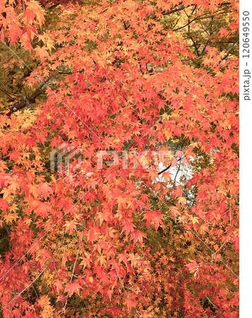 もみじ谷大吊橋の鮮やかな紅葉 120649550