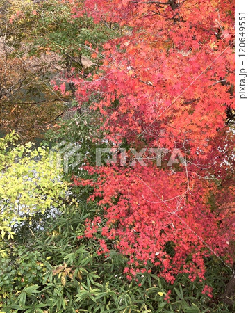もみじ谷大吊橋の鮮やかな紅葉 もみじ谷大吊橋の鮮やかな紅葉 120649551