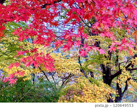 もみじ谷大吊橋の鮮やかな紅葉 もみじ谷大吊橋の鮮やかな紅葉 120649553