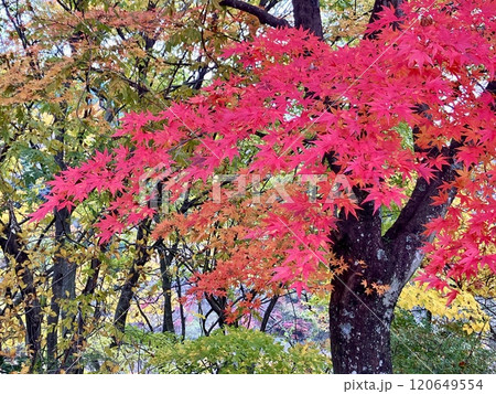 もみじ谷大吊橋の鮮やかな紅葉 120649554