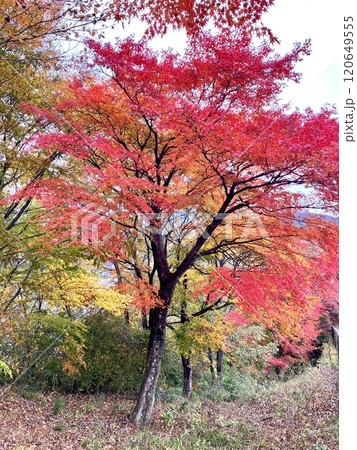 もみじ谷大吊橋の鮮やかな紅葉 120649555