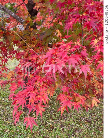 もみじ谷大吊橋の鮮やかな紅葉 もみじ谷大吊橋の鮮やかな紅葉 120649556