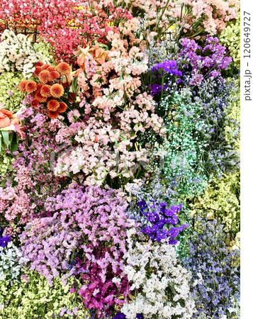 鮮やかな花の背景素材 鮮やかな花の背景素材 120649727