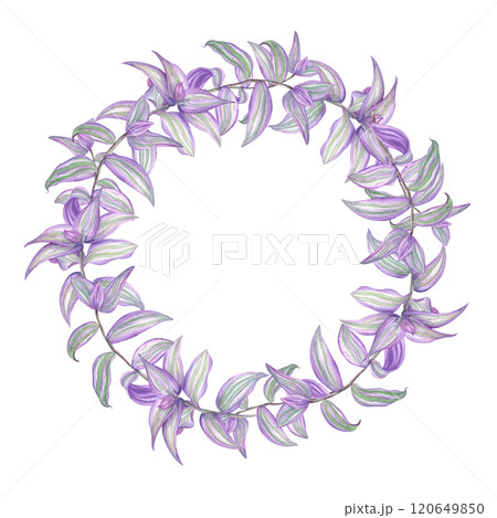 Purple green tradescantia branches watercolor wreath. Tropical spiderwort creeper house plant round frame with copy space for text. Floral illustration for greeting cards, invitation Purple green tradescantia branches watercolor wreath. Tropical spiderwort creeper house plant round frame with copy space for text. Floral illustration for greeting cards, invitation 120649850