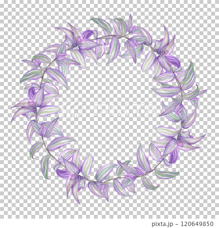 Purple green tradescantia branches watercolor wreath. Tropical spiderwort creeper house plant round frame with copy space for text. Floral illustration for greeting cards, invitation Purple green tradescantia branches watercolor wreath. Tropical spiderwort creeper house plant round frame with copy space for text. Floral illustration for greeting cards, invitation 120649850