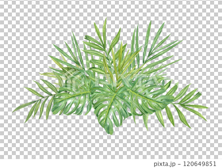 Watercolor tropical green leaves bouquet botanical illustration. Hand painted palm and monstera foliage for design shops, print, greeting card, invitation, logo 120649851