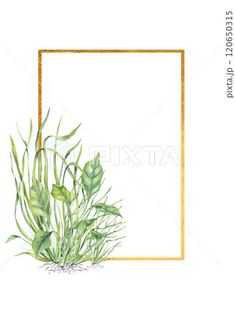 Watercolor undersea green weeds vertical golden frame. Water algae leaves, seaweed plants illustration with copy space for text. Floral marine border for greeting cards, invitation 120650315