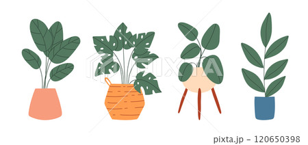 Set of indoor plants in pots. Vector illustration. Collection of house plants. Flat style. Set of indoor plants in pots. Vector illustration. Collection of house plants. Flat style. 120650398