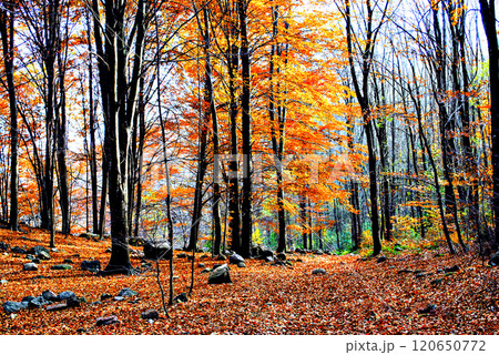Colorful trees and leaves in autumn in the Montseny Natural Park in Barcelona, Spain Colorful trees and leaves in autumn in the Montseny Natural Park in Barcelona, Spain 120650772