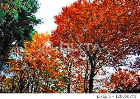 Colorful trees and leaves in autumn in the Montseny Natural Park in Barcelona, Spain Colorful trees and leaves in autumn in the Montseny Natural Park in Barcelona, Spain 120650773