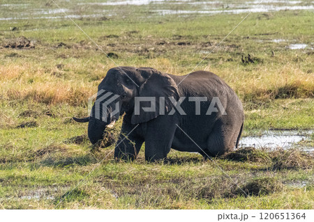 African Elephant in Chobe National Park 120651364
