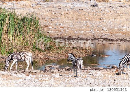 Zebra in Etosha Zebra in Etosha 120651368