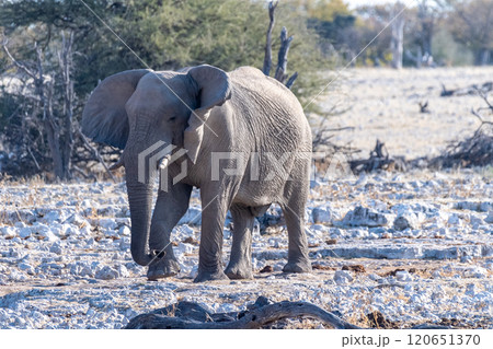 African Elephant in Etosha 120651370