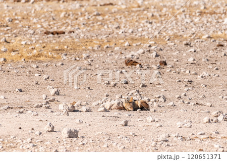 Jackal in Etosha 120651371
