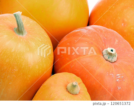 Close-Up of Fresh Orange Pumpkins Ready for Harvest 120651372