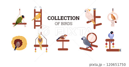 Vector illustration of a banner with a collection of domestic birds with cage accessories. 120651750