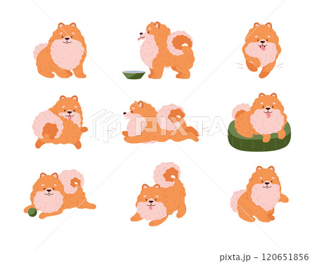 Cute Spitz dog different poses vector set, Pomeranian German breed puppy, cartoon friendly small fluffy orange pet Cute Spitz dog different poses vector set, Pomeranian German breed puppy, cartoon friendly small fluffy orange pet 120651856
