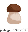 White mushroom on white background vector illustration 120651933