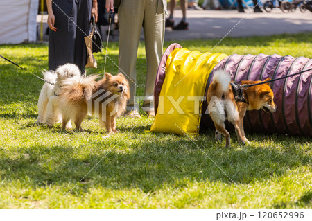 Three small dogs on leashes interact in a grassy park area next to a colorful agility tunnel. Playful energy, companionship and outdoor leisure for pets and their owners 120652996