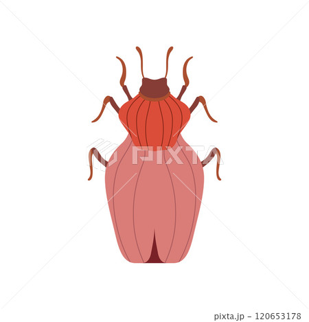 Red Beetle Insect, Bug Top View Vector Illustration 120653178