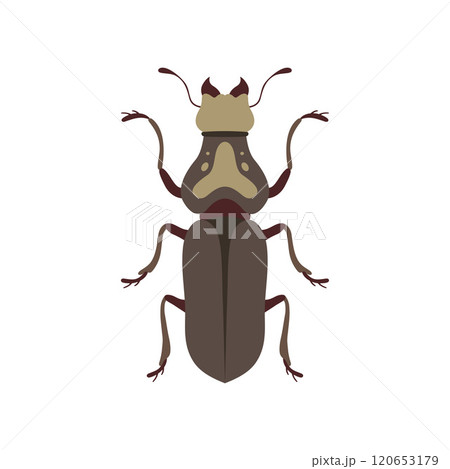Beetle Insect, Bug Insect Species Top View Flat Vector Illustration 120653179