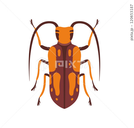 Beetle Insect, Orange and Brown Bug Top View Flat Vector Illustration Beetle Insect, Orange and Brown Bug Top View Flat Vector Illustration 120653187