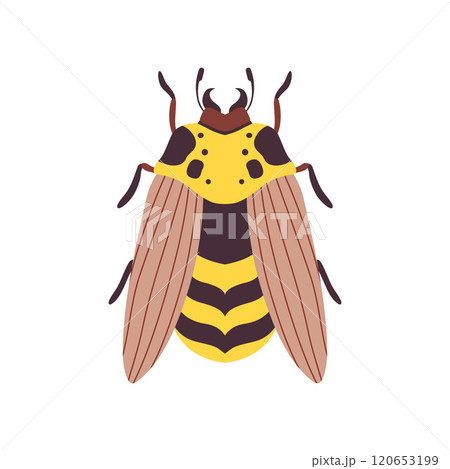 Wasp Flying Insect Top View Vector Illustration 120653199