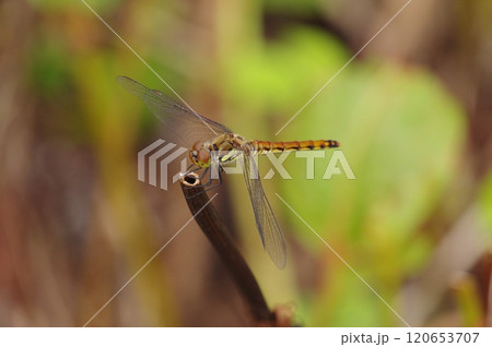草にとまる赤トンボのアキアカネ 120653707