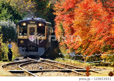 錦秋の鉄路…  わたらせ渓谷鐵道・沢入駅 120653931