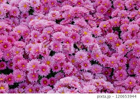 multi-colored flower beds of beautiful chrysanthemums 120653944