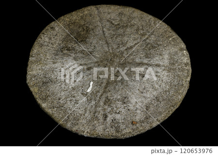 Macro mineral stone Pyrite on a black background 120653976