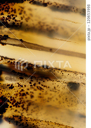 macro mineral stone Agata muschiata on a white background 120653998