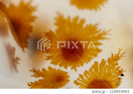 macro mineral stone Agata muschiata on a white background macro mineral stone Agata muschiata on a white background 120654001