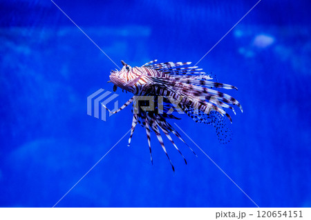 Fish Lionfish - Zebra, Pterois volitans Fish Lionfish - Zebra, Pterois volitans 120654151