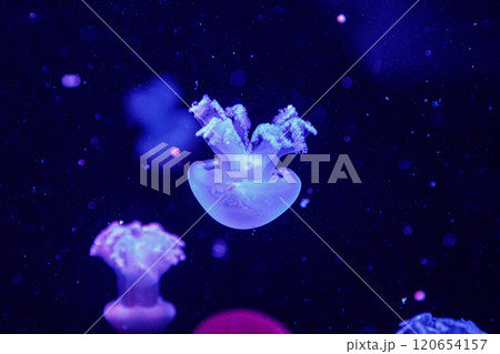 macro of a beautiful jellyfish catostylus mosaicus macro of a beautiful jellyfish catostylus mosaicus 120654157