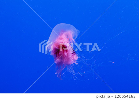 macro of a beautiful jellyfish cyanea capillata macro of a beautiful jellyfish cyanea capillata 120654165