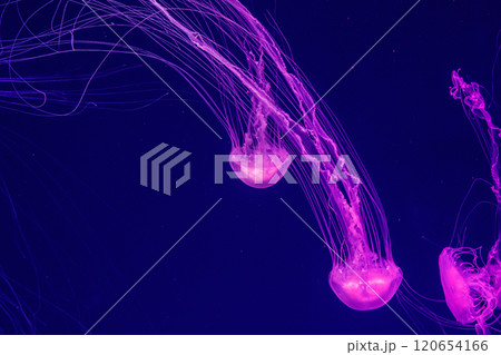 macro of a beautiful jellyfish chrysaora quinquecirrha 120654166