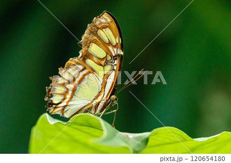 macro beautiful butterfly Siproeta stelenes 120654180