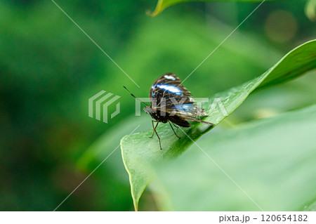 macro beautiful butterfly Morpho helenor 120654182
