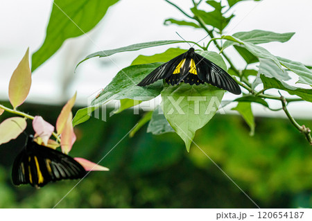macro beautiful butterfly Troides radamanthus macro beautiful butterfly Troides radamanthus 120654187