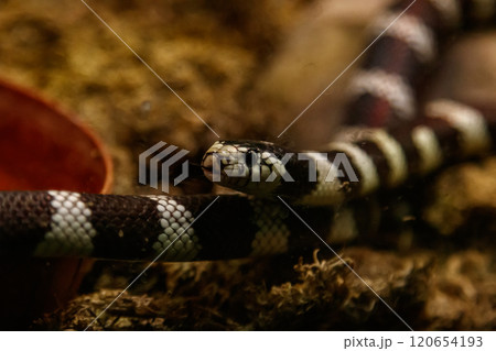 snake lampropeltis getula californiae 120654193